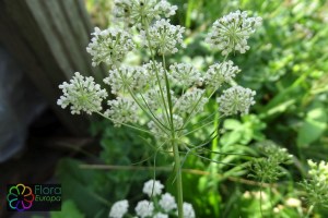 ammi_majus (2).jpg_product